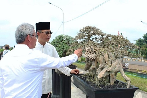 Bupati Mura Resmikan Pameran Bonsai Di Taman Beregam Muara Beliti